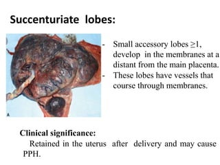 Succenturiate lobes:
- Small accessory lobes ≥1,
develop in the membranes at a
distant from the main placenta.
- These lobes have vessels that
course through membranes.
Clinical significance:
Retained in the uterus after delivery and may cause
PPH.
 