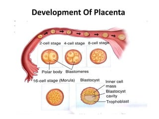Development Of Placenta
 
