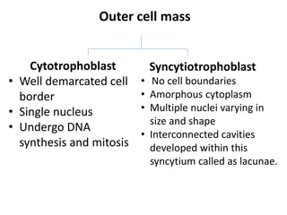 Outer cell mass
Cytotrophoblast
• Well demarcated cell
border
• Single nucleus
• Undergo DNA
synthesis and mitosis
Syncytiotrophoblast
• No cell boundaries
• Amorphous cytoplasm
• Multiple nuclei varying in
size and shape
• Interconnected cavities
developed within this
syncytium called as lacunae.
 