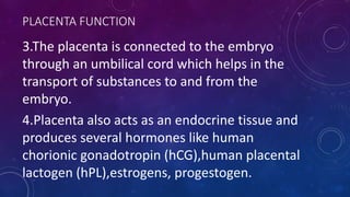 PLACENTA FUNCTION
3.The placenta is connected to the embryo
through an umbilical cord which helps in the
transport of substances to and from the
embryo.
4.Placenta also acts as an endocrine tissue and
produces several hormones like human
chorionic gonadotropin (hCG),human placental
lactogen (hPL),estrogens, progestogen.