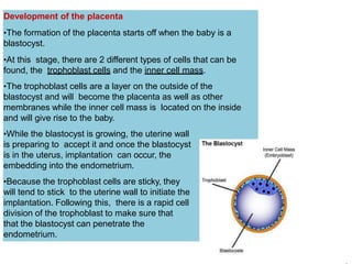 Placenta | PPTX