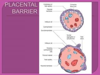 placenta.pptx