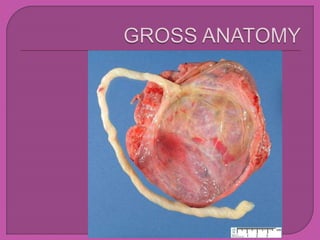 placenta.pptx