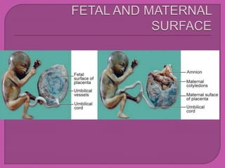 placenta.pptx