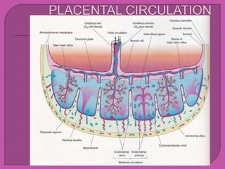 placenta.pptx