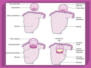 placenta.pptx