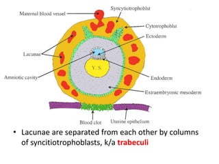 • Lacunae are separated from each other by columns
of syncitiotrophoblasts, k/a trabeculi
 