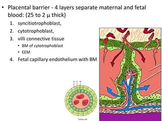 • Placental barrier - 4 layers separate maternal and fetal
blood: (25 to 2 µ thick)
1. syncitiotrophoblast,
2. cytotrophoblast,
3. villi connective tissue
• BM of cytotrophoblast
• EEM
4. Fetal capillary endothelium with BM
 