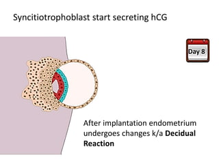 Syncitiotrophoblast start secreting hCG
After implantation endometrium
undergoes changes k/a Decidual
Reaction
 