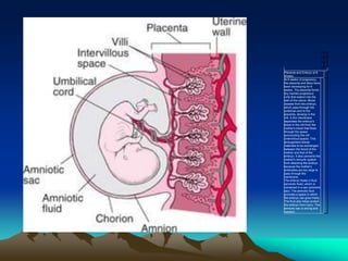 Placenta and Embryo at 8
Weeks
At 8 weeks of pregnancy,
the placenta and fetus have
been developing for 6
weeks. The placenta forms
tiny hairlike projections
(villi) that extend into the
wall of the uterus. Blood
vessels from the embryo,
which pass through the
umbilical cord to the
placenta, develop in the
villi. A thin membrane
separates the embryo's
blood in the villi from the
mother's blood that flows
through the space
surrounding the villi
(intervillous space). This
arrangement allows
materials to be exchanged
between the blood of the
mother and that of the
embryo. It also prevents the
mother's immune system
from attacking the embryo
because the mother's
antibodies are too large to
pass through the
membrane.
The embryo floats in fluid
(amniotic fluid), which is
contained in a sac (amniotic
sac). The amniotic fluid
provides a space in which
the embryo can grow freely.
The fluid also helps protect
the embryo from injury. The
amniotic sac is strong and
resilient.
 