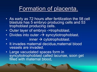 Formation of placenta.
• As early as 72 hours after fertilization the 58 cell
blastula has 5 embryo producing cells and 53
trophoblast producing cells.
• Outer layer of embryo ->trophoblast.
• Divides into outer - syncytiotrophoblast.
• inner  cytotrophoblast.
• It invades maternal decidua,maternal blood
vessels are invaded.
• Large vacuolated spaces form in
syncytiotrophoblast called lacunae, soon get
filled with maternal blood,
 