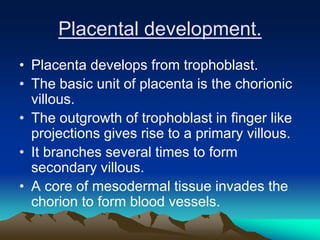 Placental development.
• Placenta develops from trophoblast.
• The basic unit of placenta is the chorionic
villous.
• The outgrowth of trophoblast in finger like
projections gives rise to a primary villous.
• It branches several times to form
secondary villous.
• A core of mesodermal tissue invades the
chorion to form blood vessels.
 