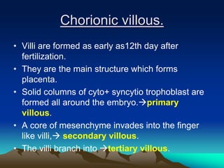 Chorionic villous.
• Villi are formed as early as12th day after
fertilization.
• They are the main structure which forms
placenta.
• Solid columns of cyto+ syncytio trophoblast are
formed all around the embryo.primary
villous.
• A core of mesenchyme invades into the finger
like villi, secondary villous.
• The villi branch into tertiary villous.
 