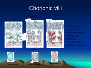 Chorionic villi
 