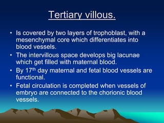 Tertiary villous.
• Is covered by two layers of trophoblast, with a
mesenchymal core which differentiates into
blood vessels.
• The intervillous space develops big lacunae
which get filled with maternal blood.
• By 17th day maternal and fetal blood vessels are
functional.
• Fetal circulation is completed when vessels of
embryo are connected to the chorionic blood
vessels.
 