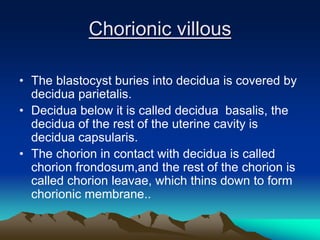 Chorionic villous
• The blastocyst buries into decidua is covered by
decidua parietalis.
• Decidua below it is called decidua basalis, the
decidua of the rest of the uterine cavity is
decidua capsularis.
• The chorion in contact with decidua is called
chorion frondosum,and the rest of the chorion is
called chorion leavae, which thins down to form
chorionic membrane..
 