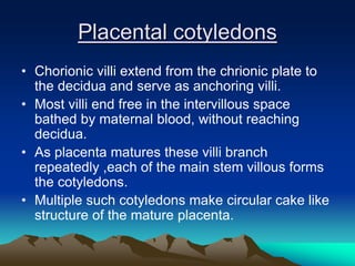 Placental cotyledons
• Chorionic villi extend from the chrionic plate to
the decidua and serve as anchoring villi.
• Most villi end free in the intervillous space
bathed by maternal blood, without reaching
decidua.
• As placenta matures these villi branch
repeatedly ,each of the main stem villous forms
the cotyledons.
• Multiple such cotyledons make circular cake like
structure of the mature placenta.
 