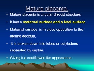 Mature placenta.
• Mature placenta is circular discoid structure.
• It has a maternal surface and a fetal surface
• Maternal surface is in close opposition to the
uterine decidua,
• it is broken down into lobes or cotyledons
separated by septae.
• Giving it a cauliflower like appearance.
 