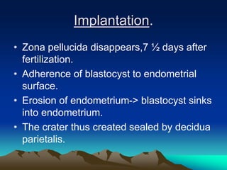Implantation.
• Zona pellucida disappears,7 ½ days after
fertilization.
• Adherence of blastocyst to endometrial
surface.
• Erosion of endometrium-> blastocyst sinks
into endometrium.
• The crater thus created sealed by decidua
parietalis.
 