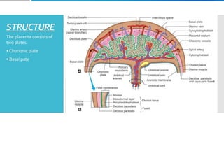Placenta and placental anomalies and cord anomalies.pptx