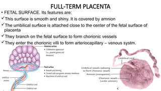 Embryological Development of the Placenta | PPTX