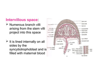 The human Placenta PowerPoint Presentation.ppt