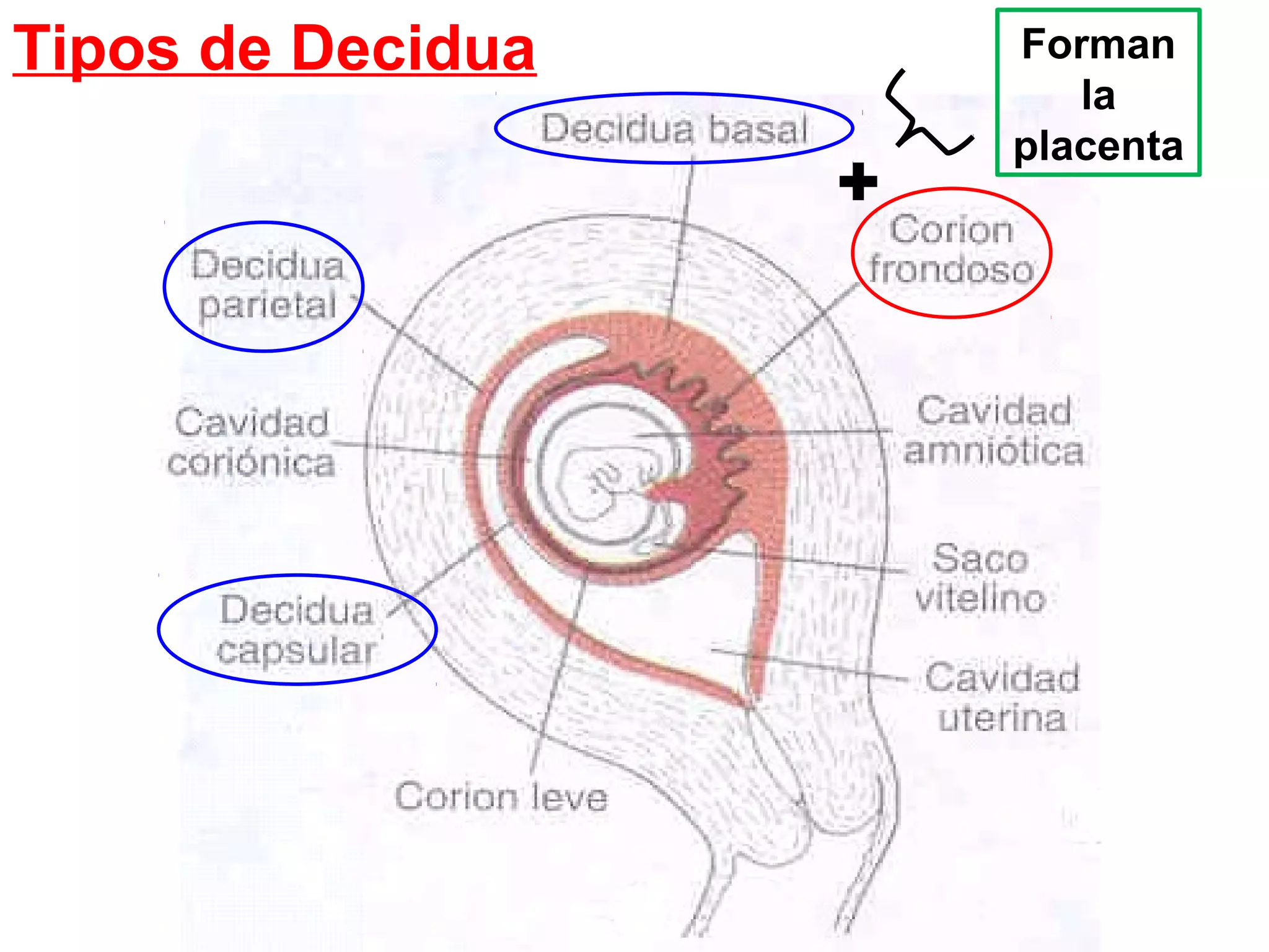 Tipos de Decidua Forman
la
placenta
+
 