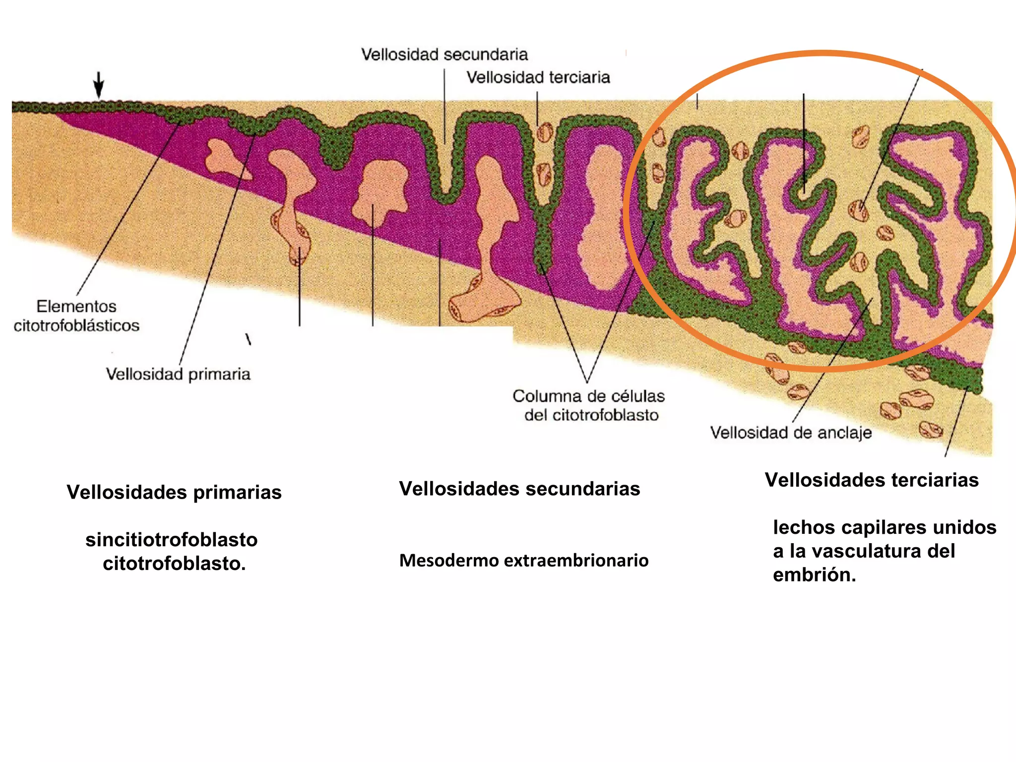 Vellosidades primarias
sincitiotrofoblasto
citotrofoblasto.
Vellosidades secundarias
Mesodermo extraembrionario
Vellosidades terciarias
lechos capilares unidos
a la vasculatura del
embrión.
 