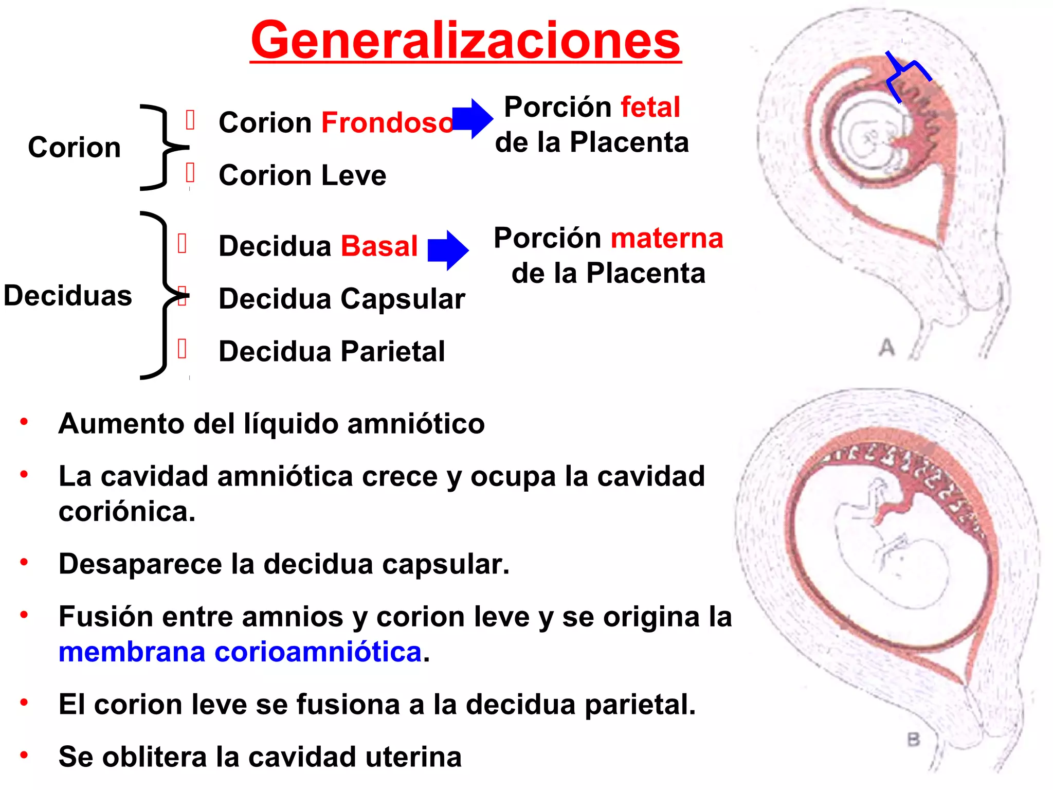 Corion
 Corion Frondoso
 Corion Leve
Porción fetal
de la Placenta
Deciduas
 Decidua Basal
 Decidua Capsular
 Decidua Parietal
Porción materna
de la Placenta
Generalizaciones
• Aumento del líquido amniótico
• La cavidad amniótica crece y ocupa la cavidad
coriónica.
• Desaparece la decidua capsular.
• Fusión entre amnios y corion leve y se origina la
membrana corioamniótica.
• El corion leve se fusiona a la decidua parietal.
• Se oblitera la cavidad uterina
 