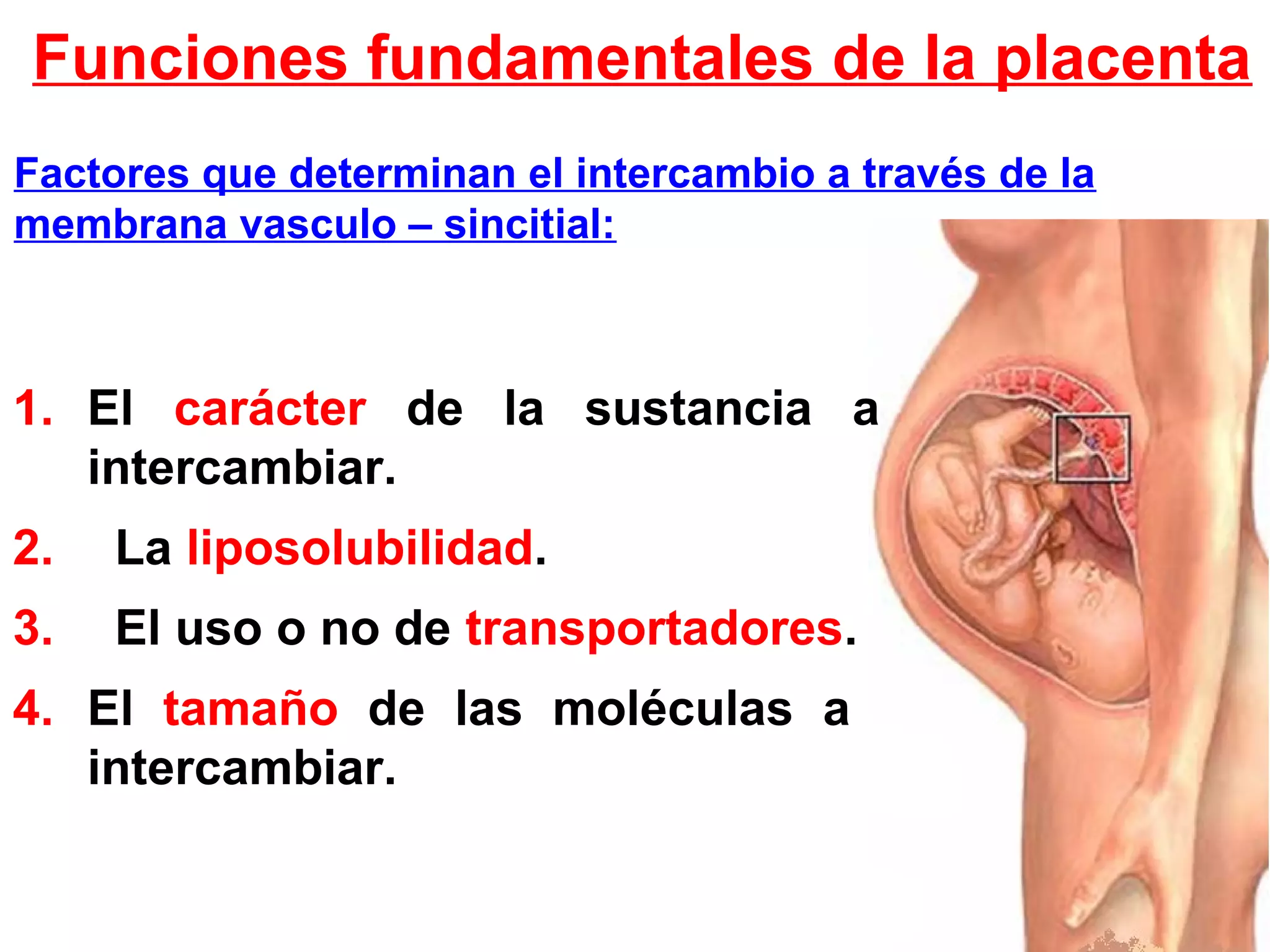 Factores que determinan el intercambio a través de la
membrana vasculo – sincitial:
1. El carácter de la sustancia a
intercambiar.
2. La liposolubilidad.
3. El uso o no de transportadores.
4. El tamaño de las moléculas a
intercambiar.
Funciones fundamentales de la placenta
 