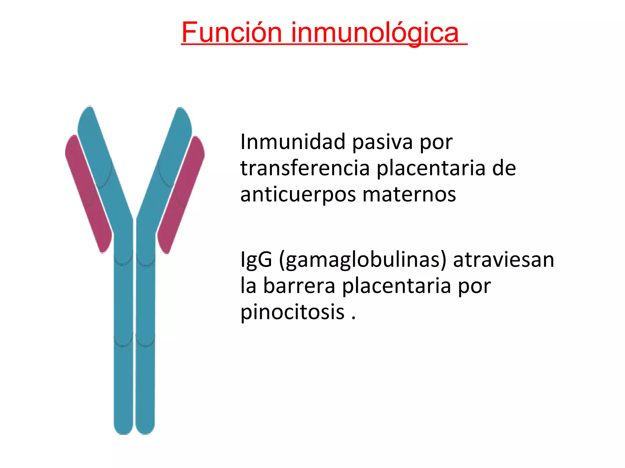 Función inmunológica
Inmunidad pasiva por
transferencia placentaria de
anticuerpos maternos
IgG (gamaglobulinas) atraviesan
la barrera placentaria por
pinocitosis .
 