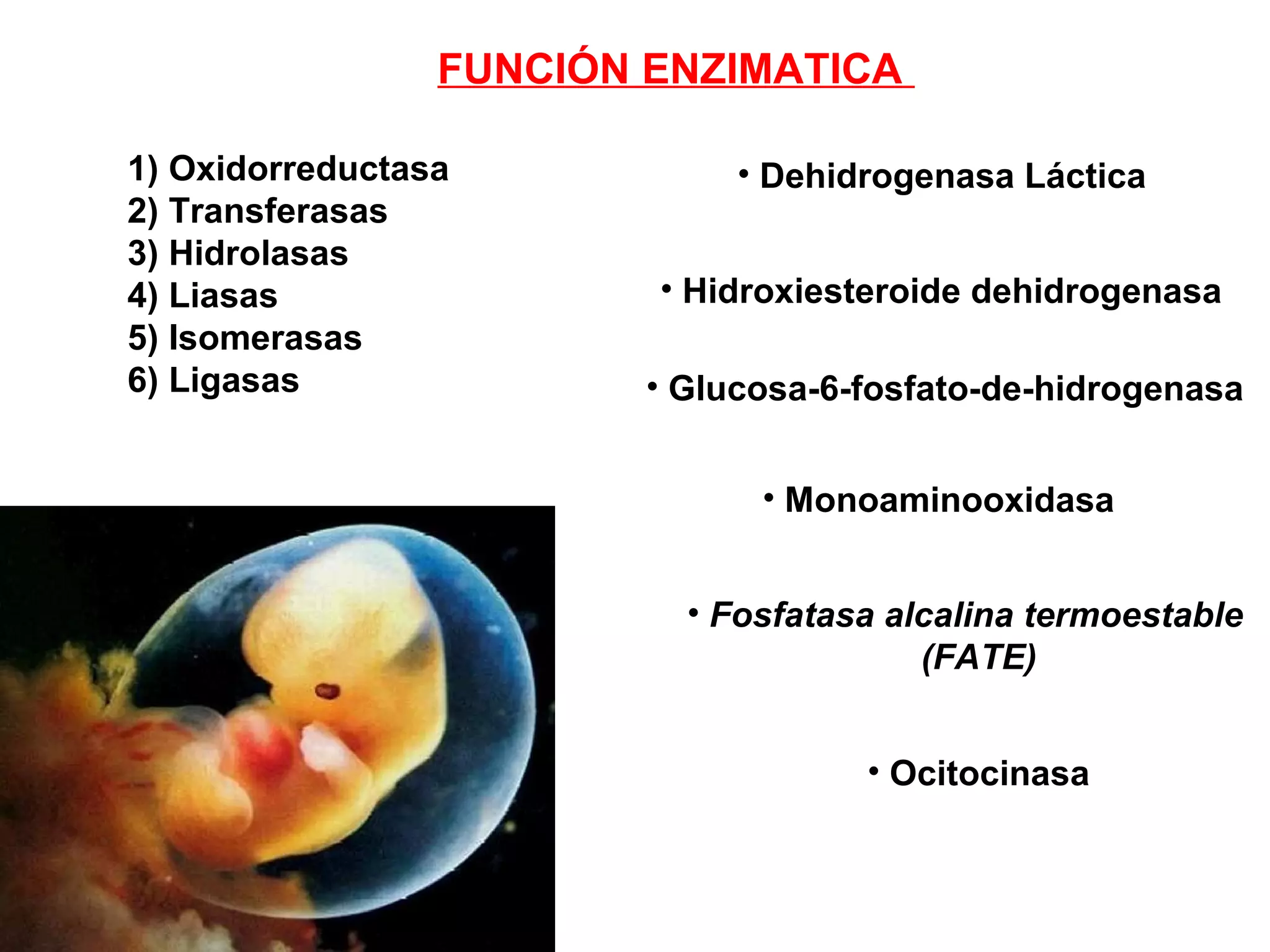 FUNCIÓN ENZIMATICA
1) Oxidorreductasa
2) Transferasas
3) Hidrolasas
4) Liasas
5) Isomerasas
6) Ligasas
• Dehidrogenasa Láctica
• Glucosa-6-fosfato-de-hidrogenasa
• Hidroxiesteroide dehidrogenasa
• Monoaminooxidasa
• Fosfatasa alcalina termoestable
(FATE)
• Ocitocinasa
 