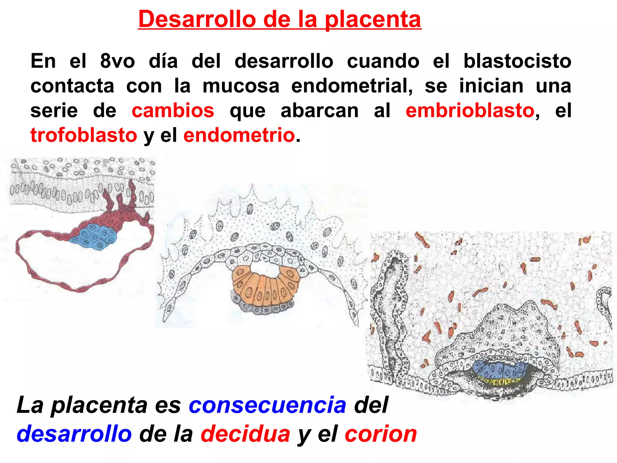 En el 8vo día del desarrollo cuando el blastocisto
contacta con la mucosa endometrial, se inician una
serie de cambios que abarcan al embrioblasto, el
trofoblasto y el endometrio.
Desarrollo de la placenta
La placenta es consecuencia del
desarrollo de la decidua y el corion
 