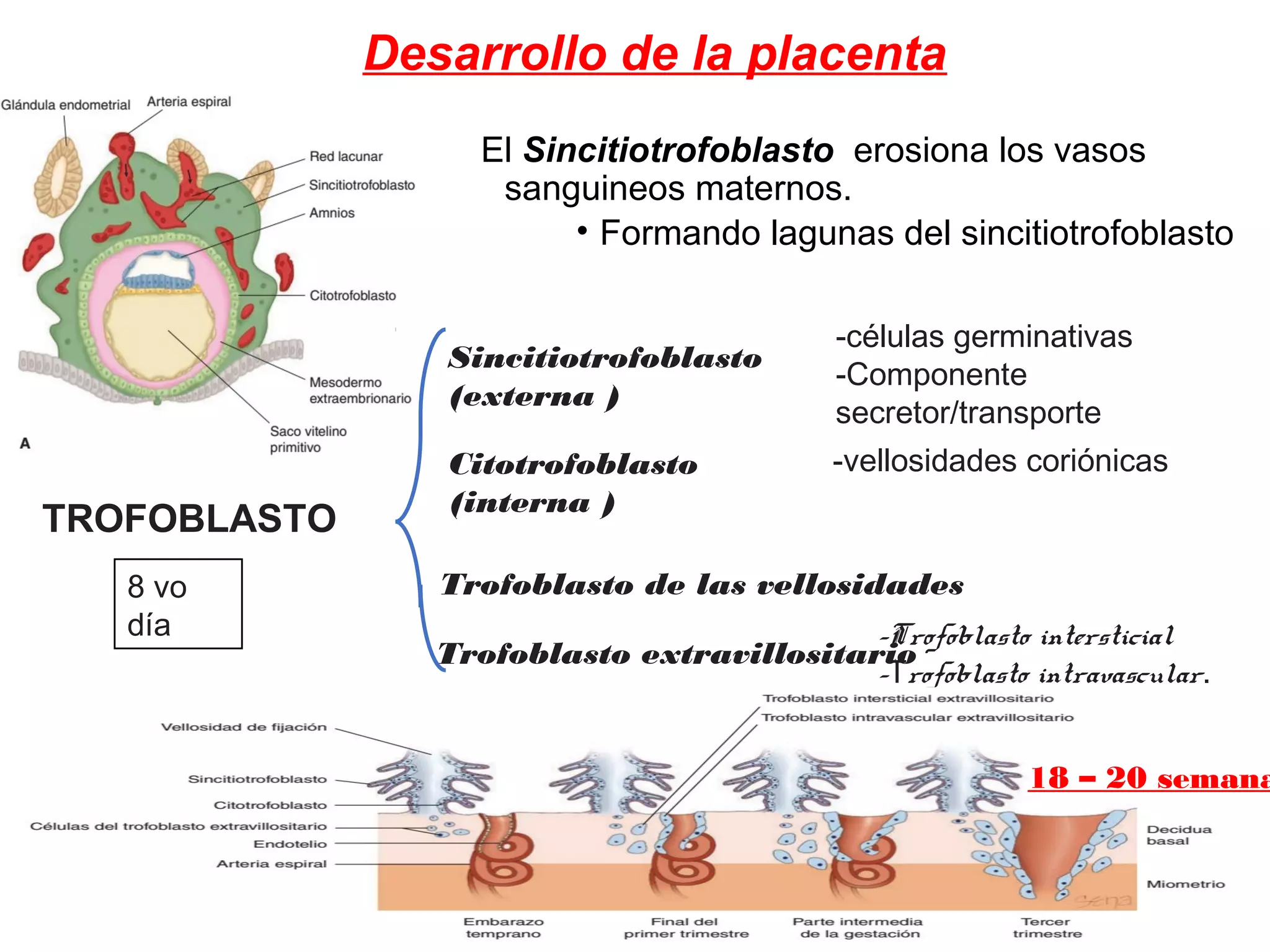 El Sincitiotrofoblasto erosiona los vasos
sanguineos maternos.
• Formando lagunas del sincitiotrofoblasto
Desarrollo de la placenta
TROFOBLASTO
8 vo
día
Sincitiotrofoblasto
(externa )
Citotrofoblasto
(interna )
-células germinativas
-Componente
secretor/transporte
Trofoblasto de las vellosidades
Trofoblasto extravillositario
-vellosidades coriónicas
-Trofoblasto intersticial
-Trofoblasto intravascular.
18 – 20 semana
 