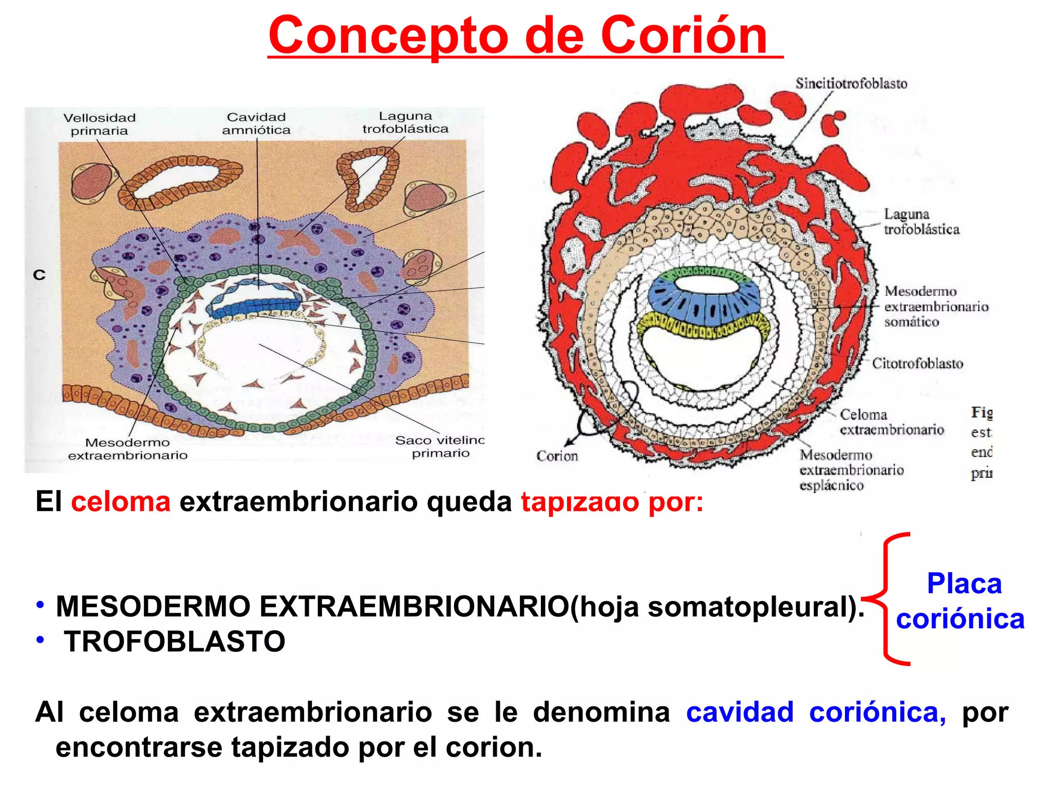 Concepto de Corión
El celoma extraembrionario queda tapizado por:
• MESODERMO EXTRAEMBRIONARIO(hoja somatopleural).
• TROFOBLASTO
Al celoma extraembrionario se le denomina cavidad coriónica, por
encontrarse tapizado por el corion.
Placa
coriónica
 