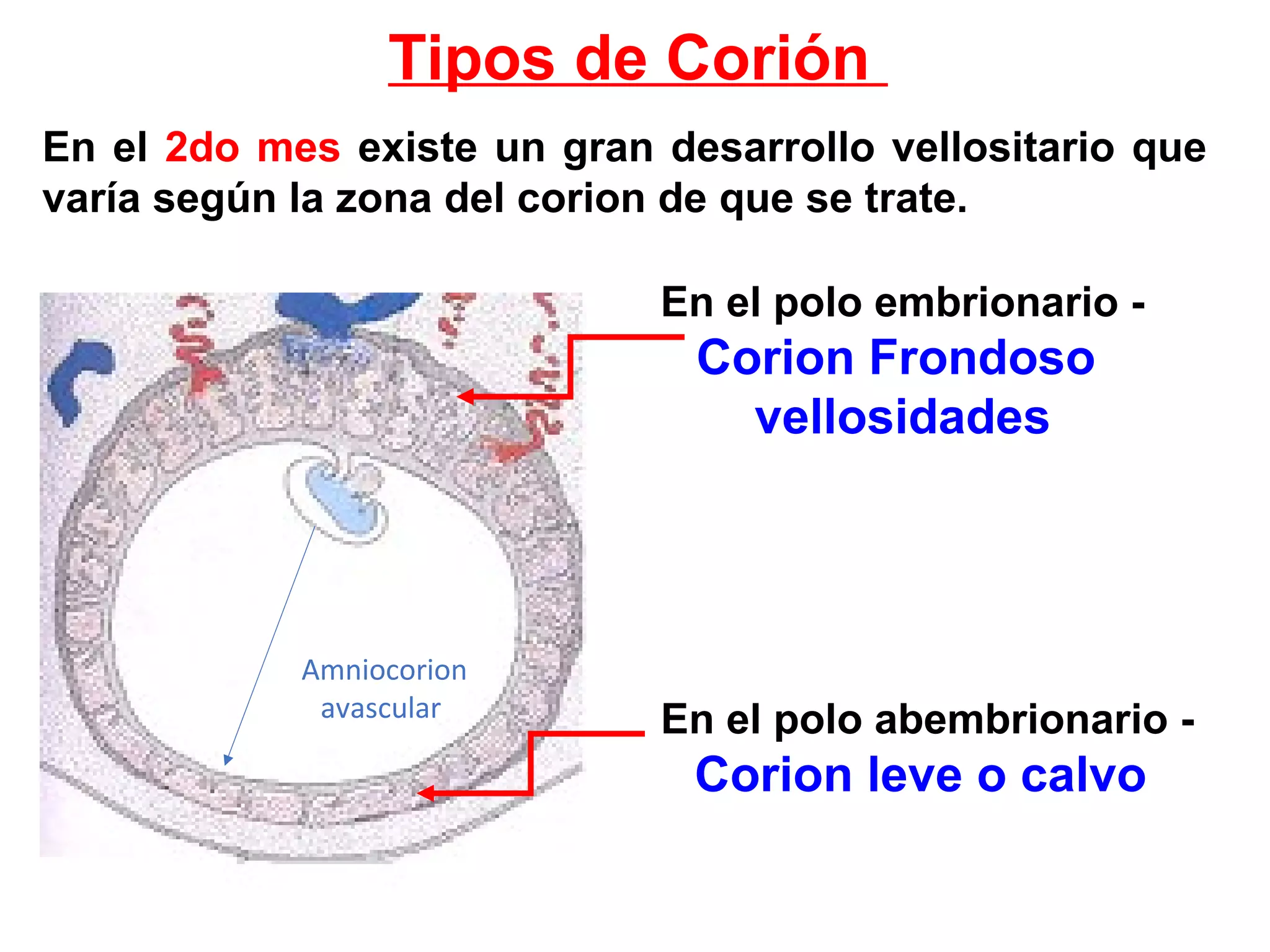 En el polo abembrionario -
Corion leve o calvo
Tipos de Corión
En el 2do mes existe un gran desarrollo vellositario que
varía según la zona del corion de que se trate.
En el polo embrionario -
Corion Frondoso
vellosidades
Amniocorion
avascular
 