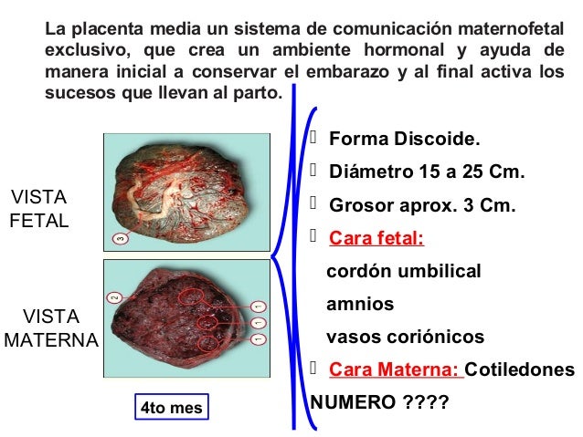 Desarrollo de placenta