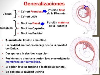 Placenta y membranas fetales Anatomia especializada | PPTX