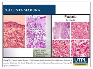 PLACENTA MADURA
Figura Nº 2:Placenta madura. Romero L. 2013.Aparato Genital femenino/ Universidad Sucre –Programa de
medicina Histología. (En línea). Disponible en: http://es.slideshare.net/linamerlanoromero/histologa-del-
aparato-genital-femenino
 