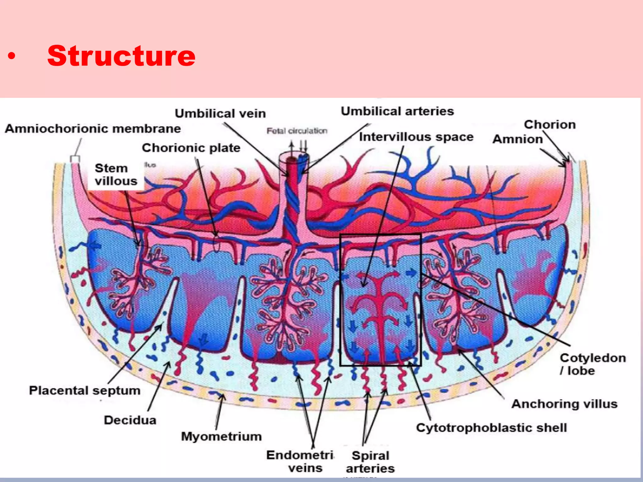 human placenta and its anomalies | PPTX