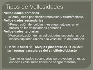 Vellosidades  primarias
   Compuestas por sincitiotrofoblasto y citotrofoblasto.
Vellosidades secundarias
   Penetración de celulas mesenquimatosas en el
     nucleo de las vellosidades primarias
Vellosidades terciarias
   Vascularización de las vellosidades secundarias por
     lechos capilares unidos a la vasculatura del embrión.

  Decidua basal  Tabiques placentarios  dividen
   las lagunas vasculares del sincitiotrofoblasto

   Las vellosidades secundarias se proyectan en estos
    espacios vasculares llenos de sangre materna
 
