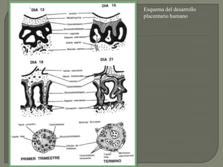 Esquema del desarrollo
placentario humano
 