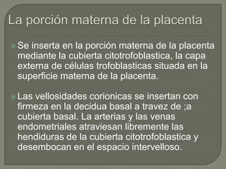  Seinserta en la porción materna de la placenta
 mediante la cubierta citotrofoblastica, la capa
 externa de células trofoblasticas situada en la
 superficie materna de la placenta.

 Lasvellosidades corionicas se insertan con
 firmeza en la decidua basal a travez de ;a
 cubierta basal. La arterias y las venas
 endometriales atraviesan libremente las
 hendiduras de la cubierta citotrofoblastica y
 desembocan en el espacio intervelloso.
 