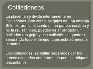 Cotiledoneas
La placenta se divide internamente en
Cotiledones. Son como los gajos de una naranja.
Si te extraen la placenta en un parto o cesárea y
no la revisan bien, pueden dejar olvidado un
cotiledón (un gajo) y ese cotiledón se quedara
sangrando todo el tiempo, pues esta adherido a
la matriz.

Los cotiledones: se hallan separados por los
surcos ocupados anteriormente por los tabiques
placentarios.
 