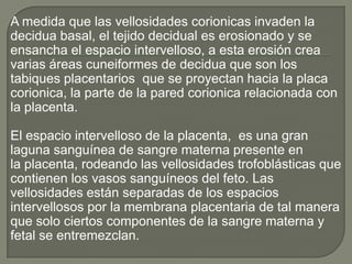 A medida que las vellosidades corionicas invaden la
decidua basal, el tejido decidual es erosionado y se
ensancha el espacio intervelloso, a esta erosión crea
varias áreas cuneiformes de decidua que son los
tabiques placentarios que se proyectan hacia la placa
corionica, la parte de la pared corionica relacionada con
la placenta.

El espacio intervelloso de la placenta, es una gran
laguna sanguínea de sangre materna presente en
la placenta, rodeando las vellosidades trofoblásticas que
contienen los vasos sanguíneos del feto. Las
vellosidades están separadas de los espacios
intervellosos por la membrana placentaria de tal manera
que solo ciertos componentes de la sangre materna y
fetal se entremezclan.
 