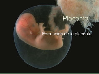 Formacion de la placenta
 