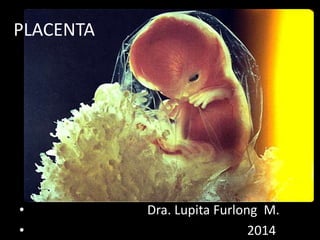 • Dra. Lupita Furlong M.
• 2014
PLACENTA
 