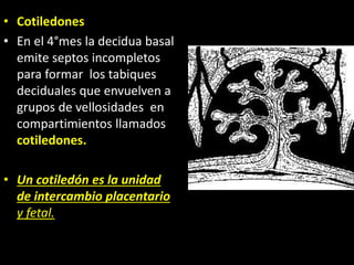 • Cotiledones
• En el 4°mes la decidua basal
emite septos incompletos
para formar los tabiques
deciduales que envuelven a
grupos de vellosidades en
compartimientos llamados
cotiledones.
• Un cotiledón es la unidad
de intercambio placentario
y fetal.
 
