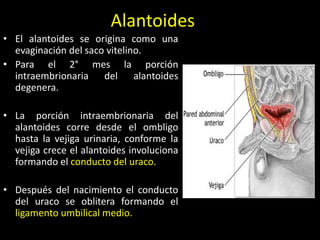 Alantoides
• El alantoides se origina como una
evaginación del saco vitelino.
• Para el 2° mes la porción
intraembrionaria del alantoides
degenera.
• La porción intraembrionaria del
alantoides corre desde el ombligo
hasta la vejiga urinaria, conforme la
vejiga crece el alantoides involuciona
formando el conducto del uraco.
• Después del nacimiento el conducto
del uraco se oblitera formando el
ligamento umbilical medio.
 