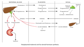 Placenta 2025-2026 and the endocrine function of placenta | PDF